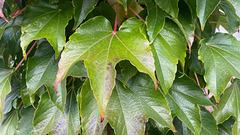 Green in Monochrome: Green (5) Green in Monochrome: Green (5)