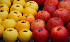 Äpfel im Regen Äpfel im Regen