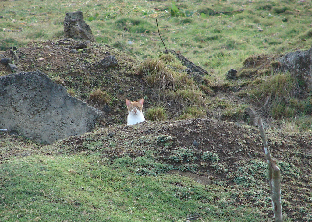 Le chat