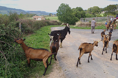 direction le pré pour les chèvres