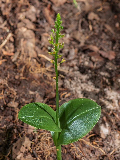 Malaxis spicata (Florida Adder's-mouth orchid)