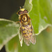 EF7A9766hoverflycroppedabit