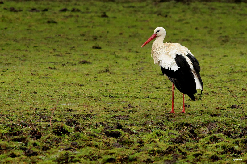 Storks