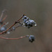 Elderberry