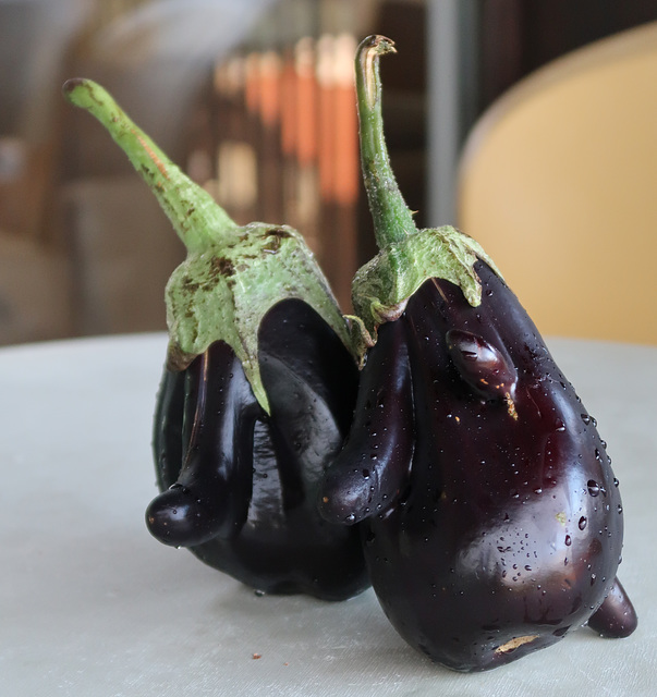 Amusingly-shaped aubergines