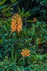 Platanthera ciliaris (Yellow Fringed orchid)