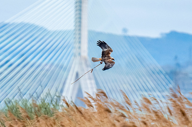 Marsh harrier