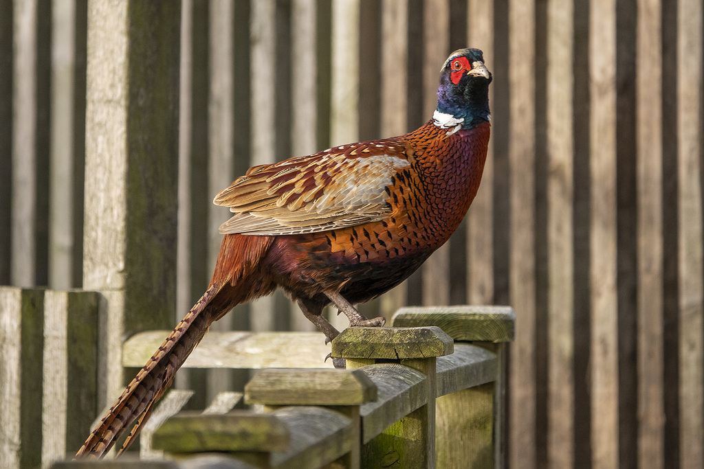 Pheasant