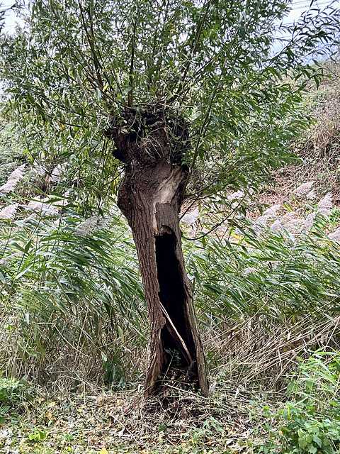 Hollow Willow