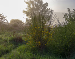Ginster im Morgendunst