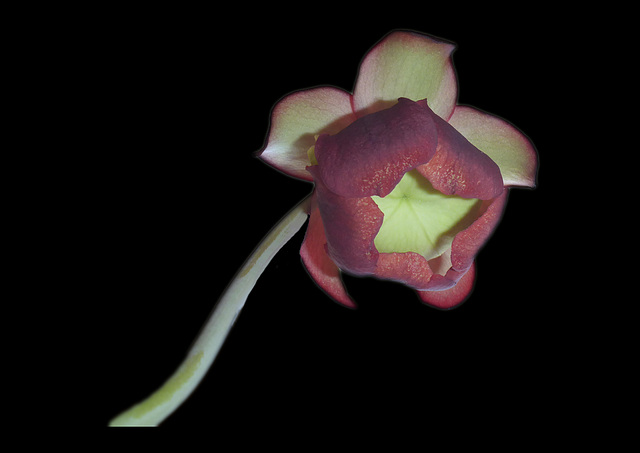 Blüte der Grünen Schlauchpflanze