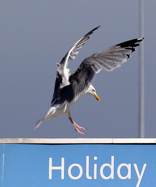 EOS 60D Unknown 16 27 17 7951 Gull2 dpp