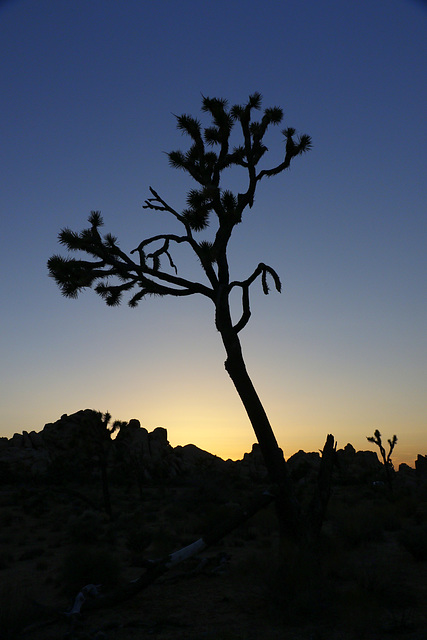 Joshua Tree Sunset