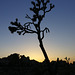 Joshua Tree Sunset