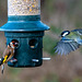 Incoming great tit