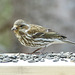 Day 10, Rose-breasted Grosbeak female