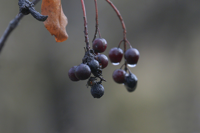 Chokecherries