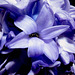 A hyacinth blossom