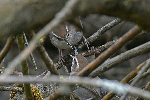 Bewick's Wren