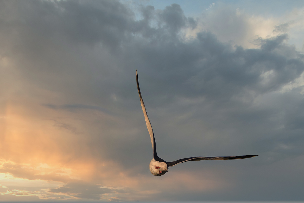 Western Gull Into the Sunset