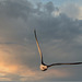 Western Gull Into the Sunset