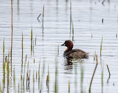 Little grebe