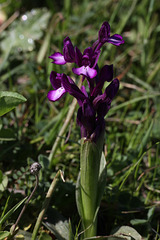 Bory's Orchid (Orchis boryi), Crete