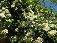 Profusion florale arboricole**************Seringat***********