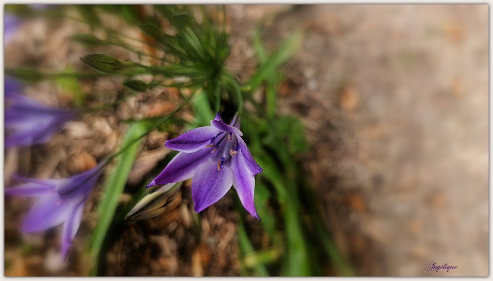 Triteleia...............Bon vendredi  ❤️ HFF /