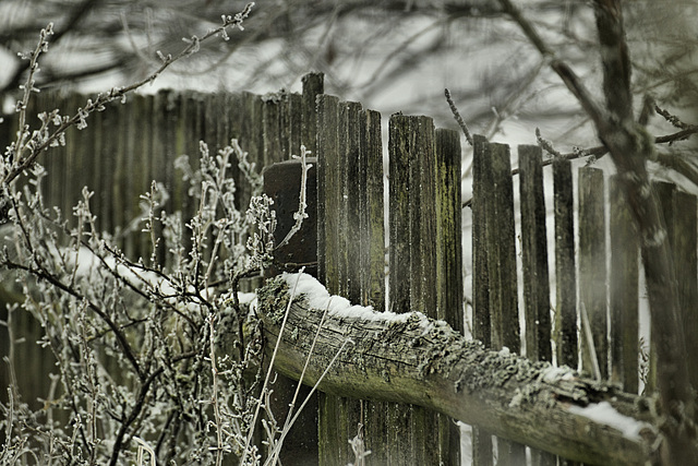 Hoar Frost Friday II