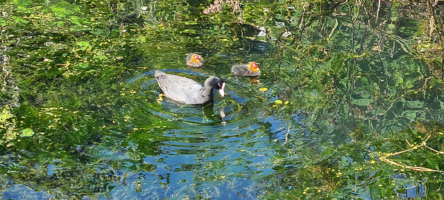 Coot and chicks