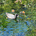 Coot and chicks Coot and chicks