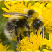 IMG 0548 Bumblebee