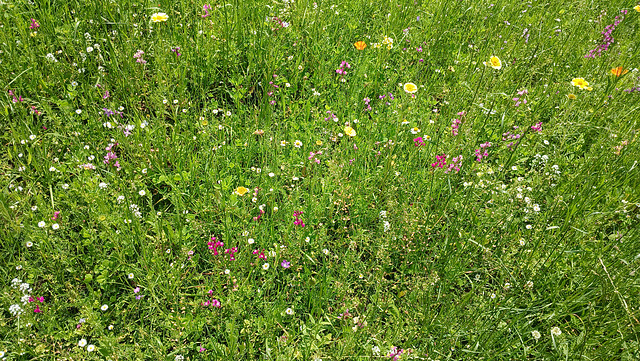 Wildblumenwiese