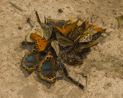 IMG 2979 Butterflies Dead Tarantula-2