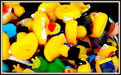 59/365 - Badeente, bath ducks, canard...