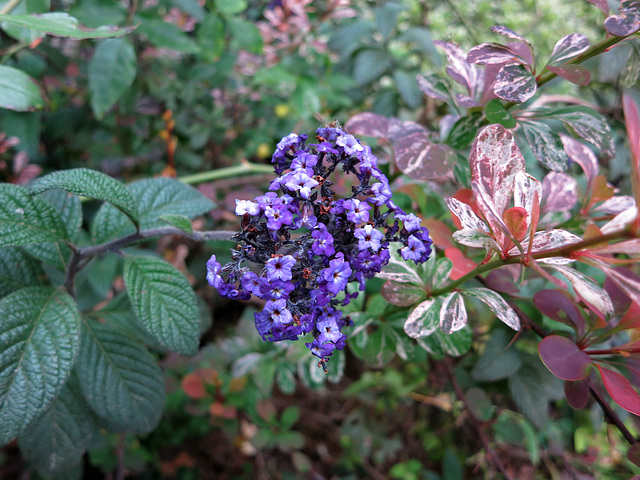 L.A. County Arboretum (0734)