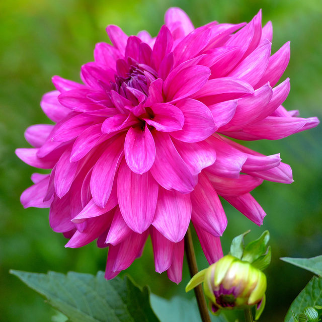 Dahlia