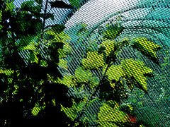 Polytunnel. Byker City Farm. Newcastle