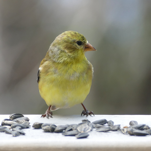 Day 10, American Goldfinch female