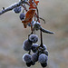 Frosty Berries