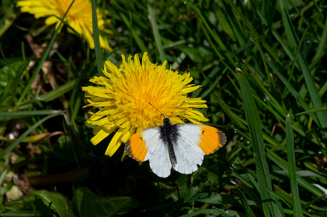 Orange Tip Butterfly