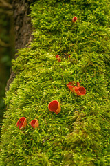 Scarlet elf cap on moss