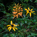 Platanthera ciliaris (Yellow Fringed orchid) with Rudbeckia hirta (Black-eyed Susan)