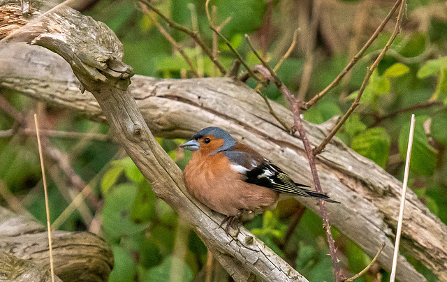 Chaffinch