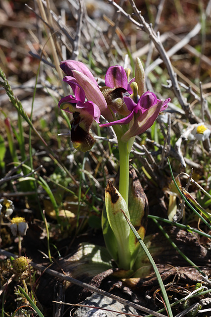 Sawfly Orchid (Ophrys tenthredinifera ssp leochroma), Crete