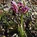 Sawfly Orchid (Ophrys tenthredinifera ssp leochroma), Crete