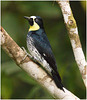 EF7A1780 Acorn Woodpecker