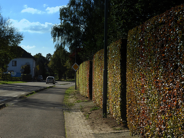 Living  Wall.............press Z   this  to