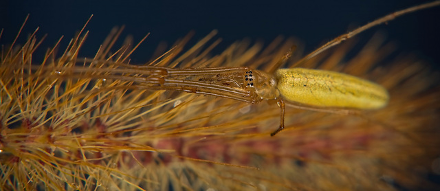 Die Bergstreckerspinne (Tetragnatha montana) hat sich gestreckt :)) The mountain stretcher spider (Tetragnatha montana) has stretched :))  L'araignée civière de montagne (Tetragnatha montana) s'est ét